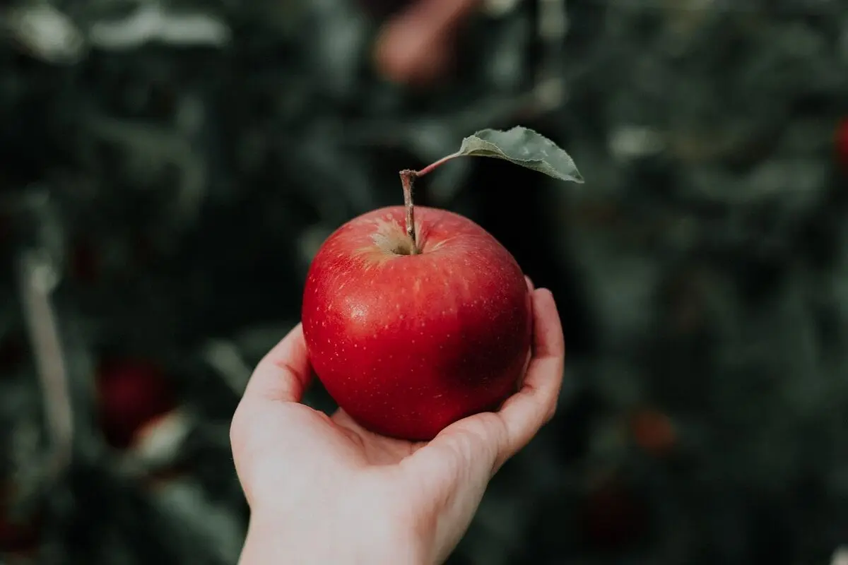 رژیم غذایی مناسب