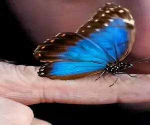 معماری خلاقانه؛ خدای من با الهام از پروانه یه برج ساختن آدم از دیدنش سیر نمیشه
