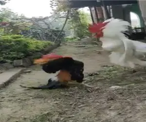 جذابیت حیات وحش/ جنگ بی رحمانه خروس ها برای سلطه مرغدونی