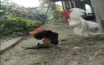 جذابیت حیات وحش/ جنگ بی رحمانه خروس ها برای سلطه مرغدونی جذابیت حیات وحش/ جنگ بی رحمانه خروس ها برای سلطه مرغدونی