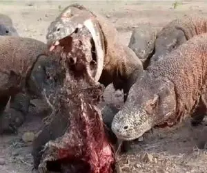 مستند حیات وحش؛ کومودو سفاک طعمه رو میبلعه نشخوار میکنه میده بغلی