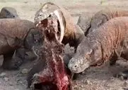 مستند حیات وحش؛ کومودو سفاک طعمه رو میبلعه نشخوار میکنه میده بغلی