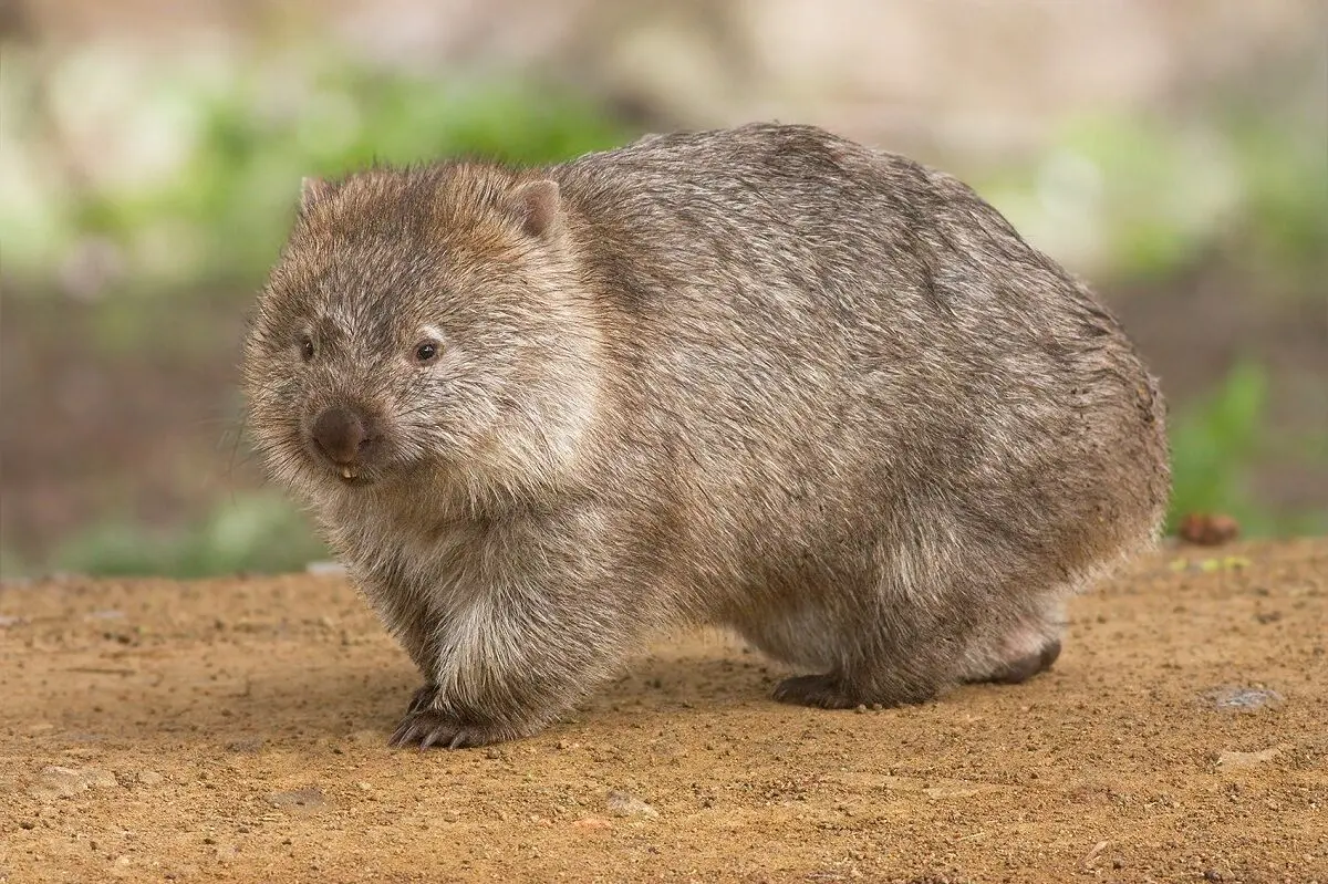 Vombatus_ursinus_-Maria_Island_National_Park