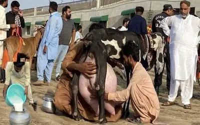 بز باورنکردنی؛ این بز به قدری شیر داد که تو پاکستان می پرستنش