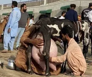 بز باورنکردنی؛ این بز به قدری شیر داد که تو پاکستان می پرستنش