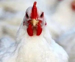 ورود دادستانی به بحران مرغ