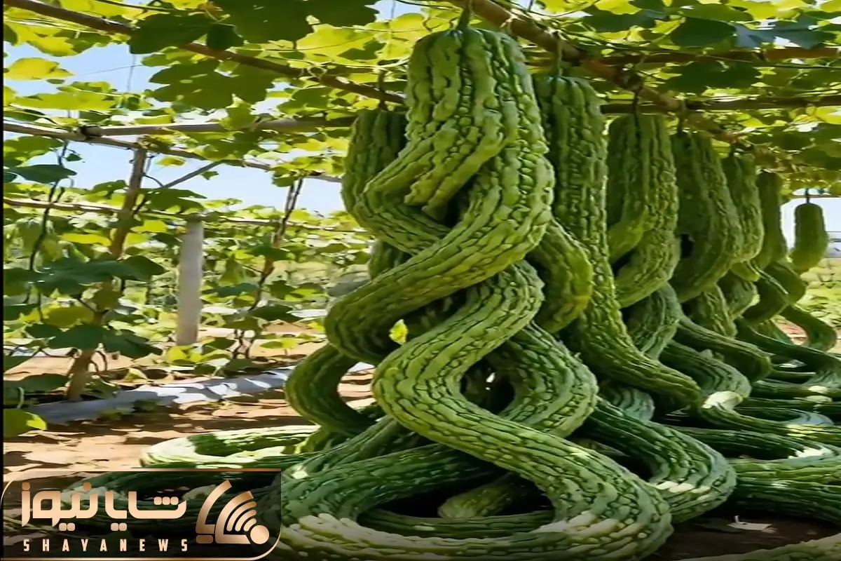 کشاورزی نوین؛ رعد و برق زده به خیار های سر زمین رشدشون متوقف نمیشه طویل و دراز شدن