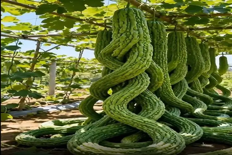 کشاورزی نوین؛ رعد و برق زده به خیار های سر زمین رشدشون متوقف نمیشه طویل و دراز شدن