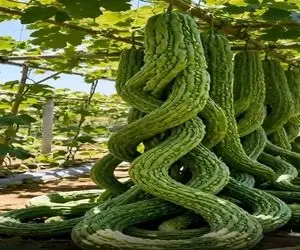 کشاورزی نوین؛ رعد و برق زده به خیار های سر زمین رشدشون متوقف نمیشه طویل و دراز شدن