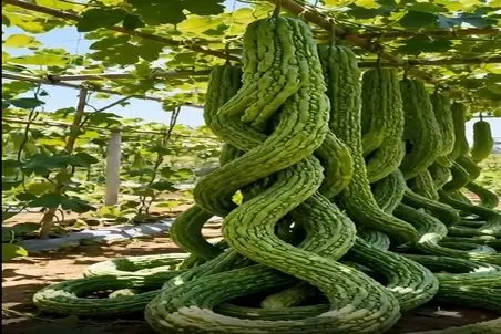 کشاورزی نوین؛ رعد و برق زده به خیار های سر زمین رشدشون متوقف نمیشه طویل و دراز شدن