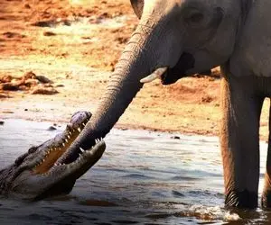 مستند حیات وحش؛ زورآزمایی فیل و کروکودیل سر یک خرطوم کلفت