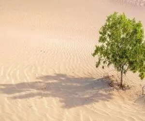 کشاورزی نوین؛ عربستان اینجوری تو بیابون هاش درخت میوه کاشت آمریکایی ها تو بهت موندن