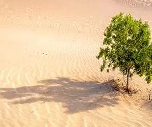 کشاورزی نوین؛ عربستان اینجوری تو بیابون هاش درخت میوه کاشت آمریکایی ها تو بهت موندن