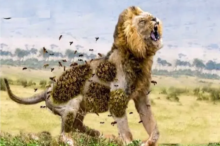 مستند حیات وحش؛ زنبورها؛ شیر