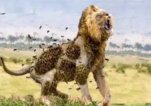 مستند حیات وحش؛ گراز مریض اعصاب روانه زنبور میندازه به جون شیر