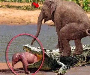 شاهکار حیات وحش / تمساح می خواست فیل کودک خود را بخورد که فیل مانع شد