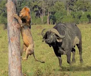 مستد حیات وحش؛ سزای چشم داشت شیر به ناموس بوفالو دردناک بود