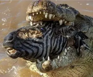 مستند حیات وحش؛ تمساح، خر پترن رو مثل چرخ گوشت چرخ کرد تو دلش