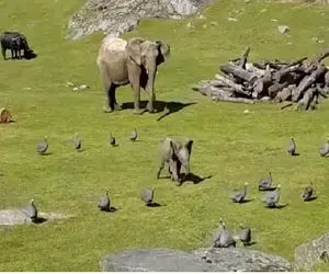 از جذابیت‌های حیات وحش؛ بچه فیل میره مرغارو اذیت کنه با مغز میخوره زمین 