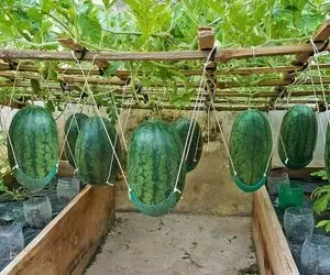 کشاورزی خلاقانه؛ واسه کاشت هندوانه داربست بزن تضمین میدم که حسابی شیرین و قرمز میشه