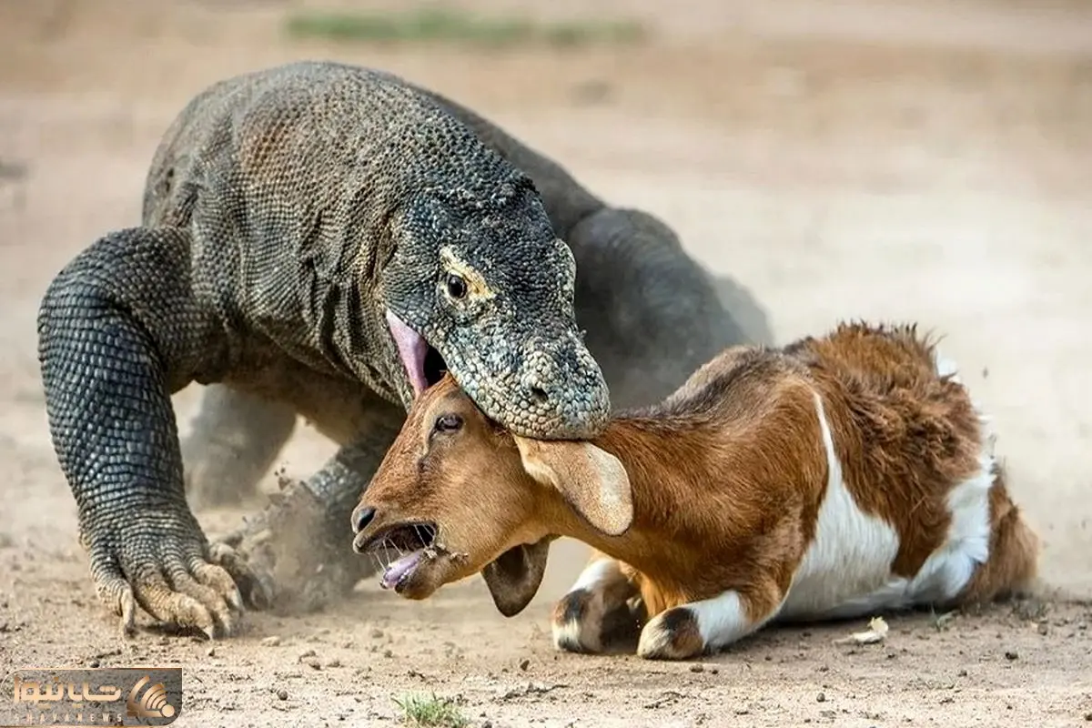 مستند حیات وحش؛ کومودو تو 2 ثانیه جوری بزغاله رو قورت داد انگار اصلا وجود نداشته