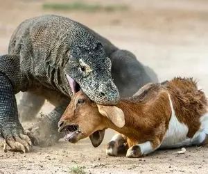 مستند حیات وحش؛ کومودو تو 2 ثانیه جوری بزغاله رو قورت داد انگار اصلا وجود نداشته