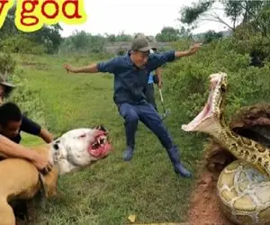 بر مدار وحش؛ سگ پیتبول در مقابل 2 مار غول پیکر در یک سوراخ