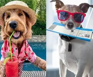 امکاناتی که در جهان برای سگ ها ارائه می شود /  لاین هواپیمای اختصاصی