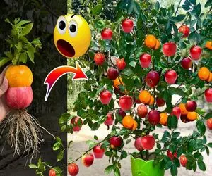 ایده‌های دیوانه‌وار؛ برو یه سیب و پرتقال بیار تا بگم چجوری از درخت سیب یه پرتقال بکنی