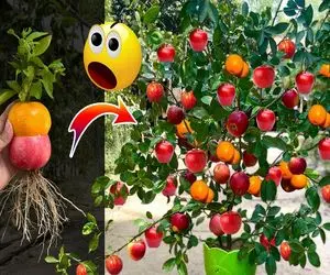 ایده‌های دیوانه‌وار؛ برو یه سیب و پرتقال بیار تا بگم چجوری از درخت سیب یه پرتقال بکنی