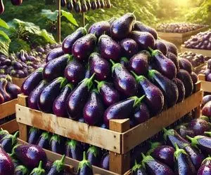 کشاورزی نوین؛ با تجهیزات نوین از گلخونه چند هزار هکتاری 98 میلیون بادمجان برداشت کردن