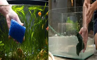 آکواریومت کدر شده؟ بیا یاد بگیر چطوری برقش بندازی/ نذار آکواریومت تبدیل به مرداب شه