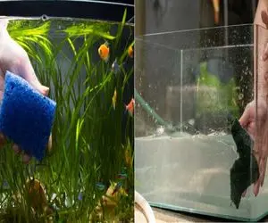 آکواریومت کدر شده؟ بیا یاد بگیر چطوری برقش بندازی/ نذار آکواریومت تبدیل به مرداب شه