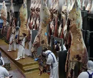 فرآوری گاو؛ گاوهای مش حسن و میبرن کشتارگاه با لیزر مرتب برش میزنن میلیاردی میفروشن