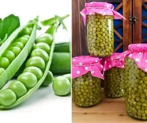 نحوه کنسرو کردن نخود فرنگی / فصلش زود تموم میشه اینجوری کنسرو کن تمام سال داشته باشی