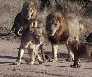 مستند حیات وحش؛ ماده شیری که با عشوه و ناز میون مذکرهای تنومند چرخ میزنه