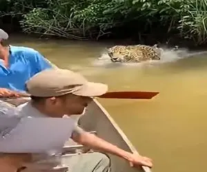 معماری طبیعت؛ پلنگ خوشگذرونیشون رو به عزا تبدیل کرد