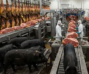 فرآوری خوک؛ فربه سازی خوک قلمبه حرومی برای استیک بین‌المللی با سودآوری ویژه