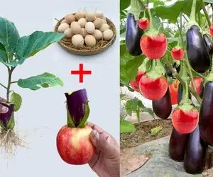 ایده های خلاقانه؛ بادمجان و سیب رو پیوند زدن تو یه گلدون سیب بادمجون تحویل گرفتن