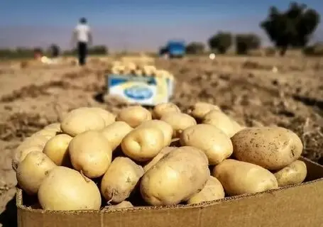 قیمت هر کیلو سیب زمینی یکشنبه ۲۹ شهریور در بازار چند؟
