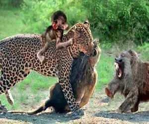 صحنه دهشتناک؛ پلنگ سفاک و بابون مفلوک بعد خون و خونریزی گرفتار بچه بابون شدن