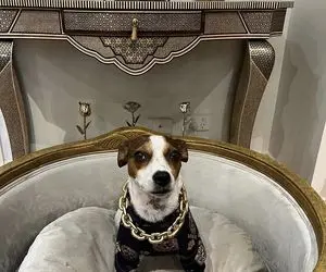 قلاده چند صد میلیونی؛ عمرااا باورتون شه این سگ قَد یه آدم ارزش زنجیرشه!