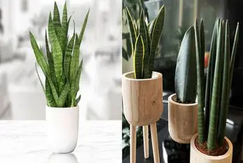 گلدان گل سانسوریا؛ چی بخرم که گل خراب نشه؟/ راز برگای زیبا، گلدان مناسب و مراقبت ساده