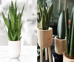 گلدان گل سانسوریا؛ چی بخرم که گل خراب نشه؟/ راز برگای زیبا، گلدان مناسب و مراقبت ساده