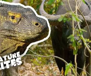 نارام زیان؛ کومودو سفاک بوفالو رو مذبوحانه به قتل رسوند نشست به تناول و لاشخوری