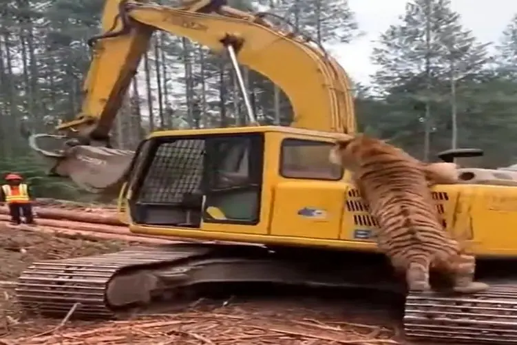 معماری طبیعت؛ ببر به بیل مکانیکی حمله کرد اپراتورش الکن شده از ترس