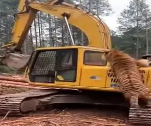 معماری طبیعت؛ ببر به بیل مکانیکی حمله کرد اپراتورش الکن شده از ترس