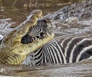 از جذابیت های حیات وحش؛ کروکودیل رودخانه رو کرده سلاخ خونه هر جنبده رو می دره