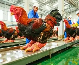 فرآوری خروس؛ مرغ که کمیابه خروس پاگنده رو گردن میزنن پای سوخاری بکشن به دندون