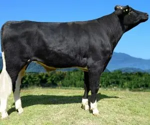 گاو ایرانی رو بردن اسپانیایی فکر کردن مثل گاو خودشونه! + ویدیو